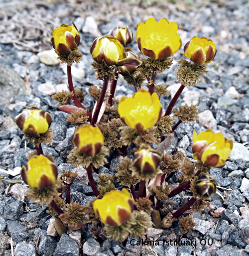 Adonis amurensis