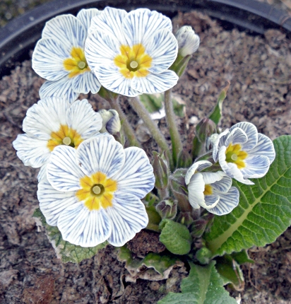 Primula