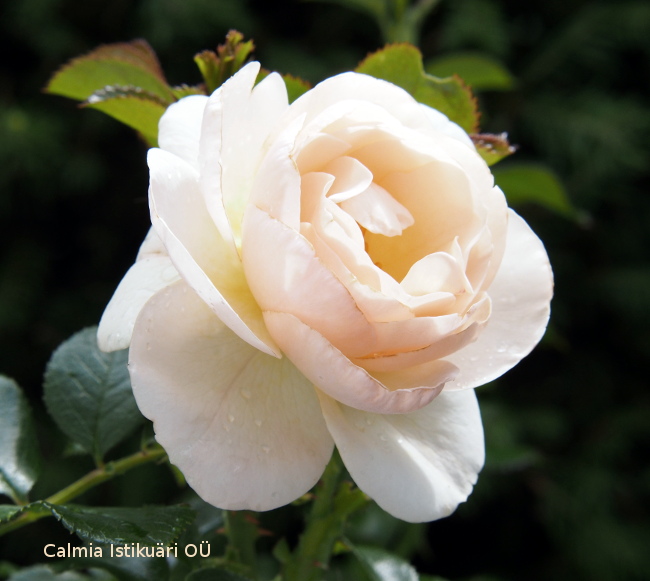 Rosa ´Martin Luther Rose´
