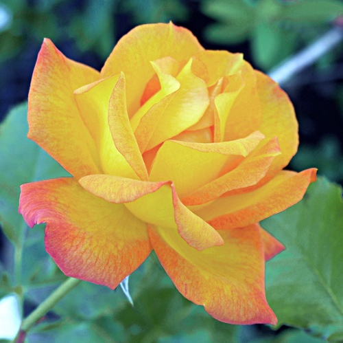 Rosa ´Sahara´