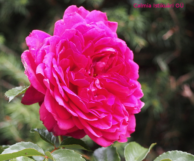 Rosa ´Soul´