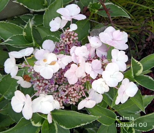 Hydrangea