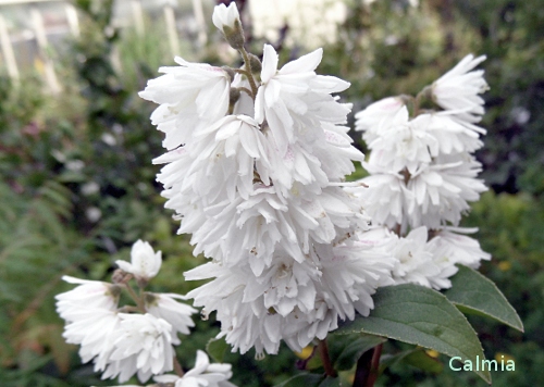 Deutzia crenata 'Pride of Rochester'