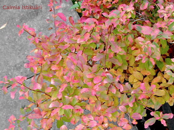 Spiraea nipponica ´Gerlve´s Rainbow´ in autumn