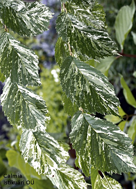 Ulmus minor ´Argenteovariegata´