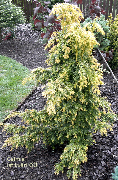 Taxus baccata ´Dovastonii Aurea´