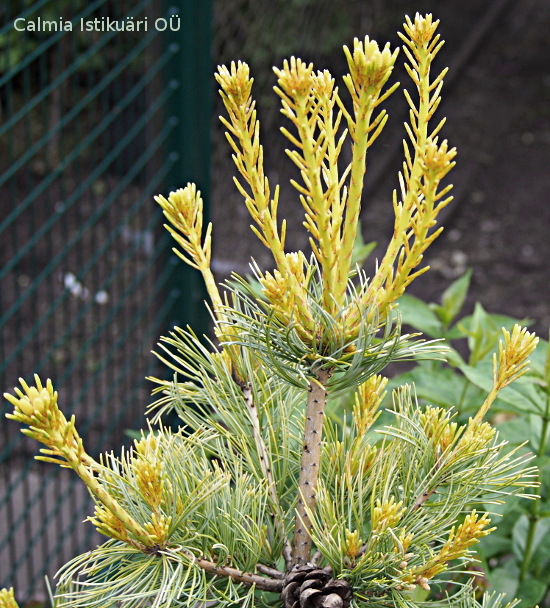 Pinus parviflora ´Goldilocks