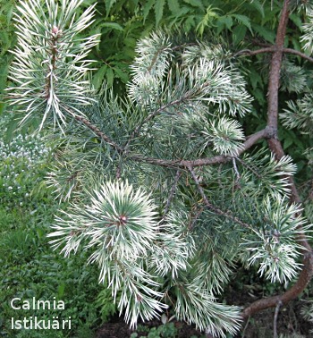 Pinus sylvestris from Hiiumaa
