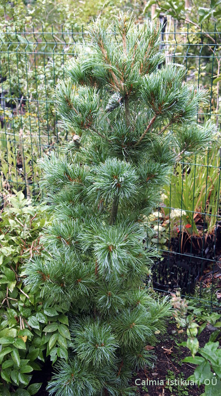 Pinus parviflora ´Goldilocks´
