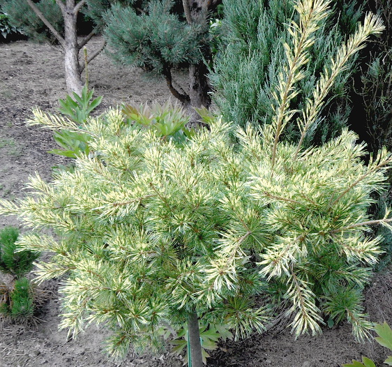 Pinus parviflora ´Ogon janome´