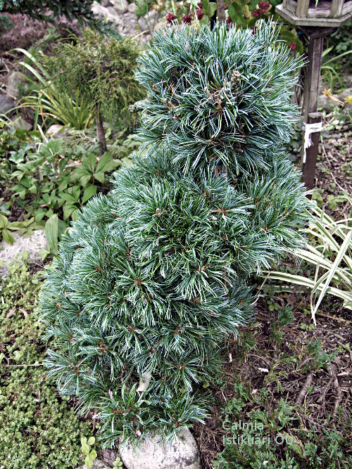Pinus parviflora ´Tempelhof´