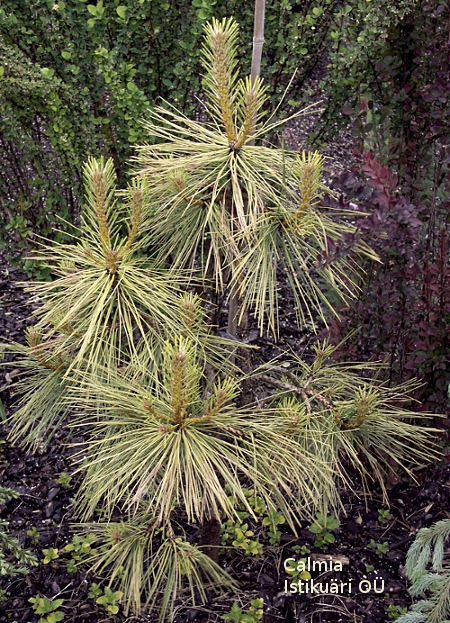 Pinus jeffreyi geelenanden