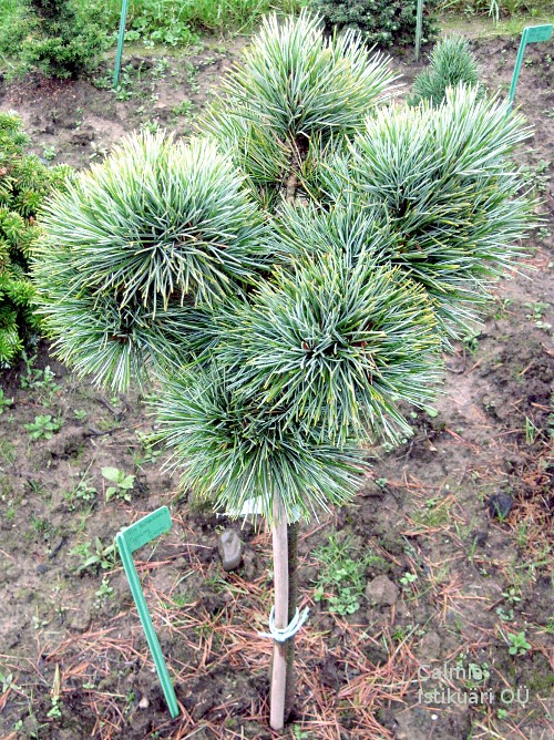 Pinus koraiensis Spring Grove