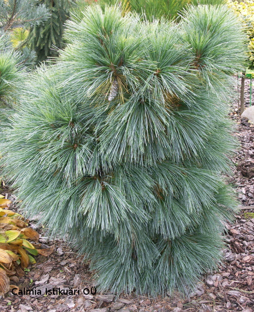 Pinus x schwerinii ´Wiethorst