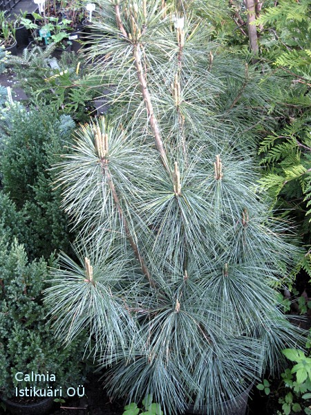 Pinus strobus ´Fastigiata´