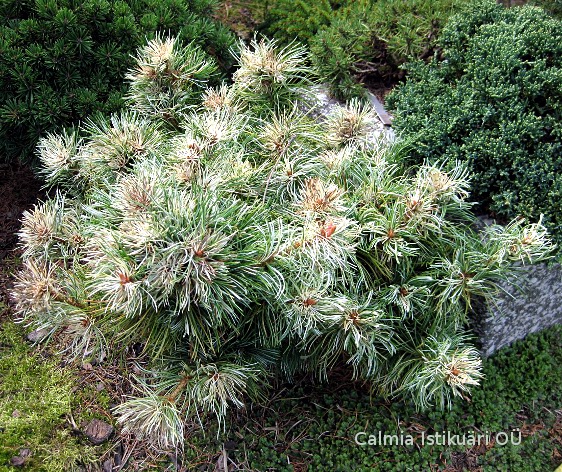 Pinus parviflora Tano Mino