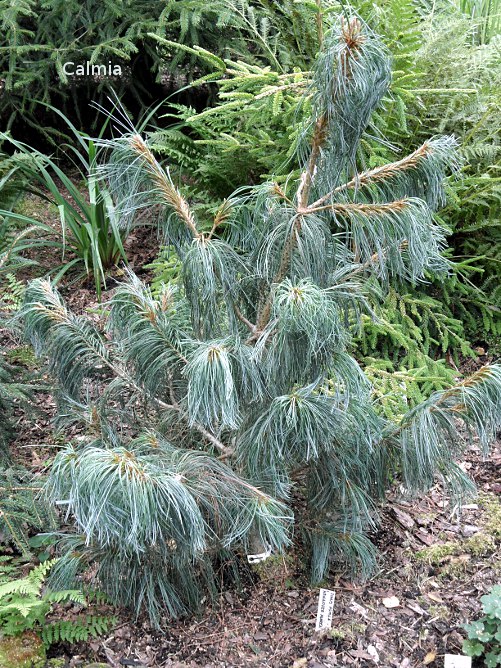 Pinus pumila hannover Munden