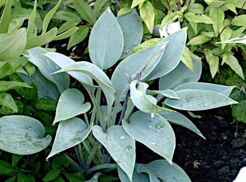 Hosta ´Halcyon´