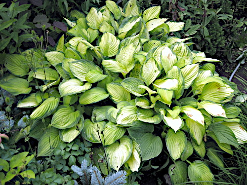 Hosta ´Inniswood´