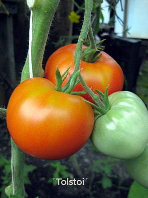 Tomat ´Tolstoi´